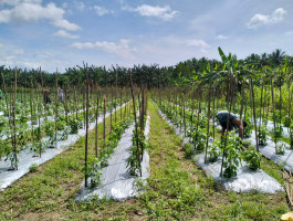 Penancapan bambu