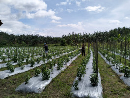 Kebun Desa
